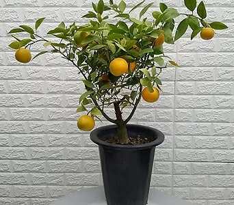 Citrus x sinensis 85 1