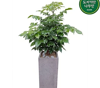녹보수신종 대박나무 중품 개업선물 공기정화식물 DLP-307 1