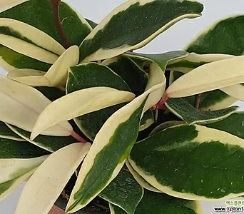 호야  - HOYA  아이보리와초록색의 아름다운 잎색의 다육 / 인테리어 / 공기정화 - 꽃보러가자 1