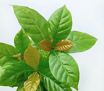 꽃파는농부 - 아라비카 커피나무(소품) 1