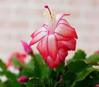 [도희씨네 정원] 산뜻한 핑크게발 대형 290 1