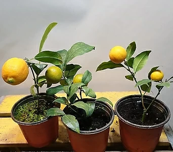 레몬나무(열매가  열렷다 졋다해요)  오렌지레몬 1