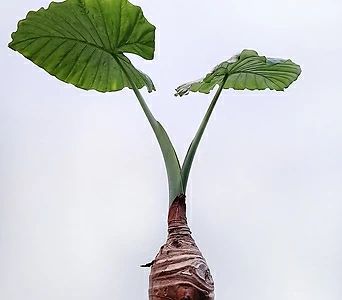 꽃파는농부 - 알로카시아 (높이 100cm내외) 1