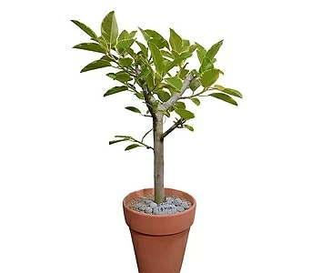 뱅갈고무나무 (토분완성분) 대품 개업선물 축하선물 DLP-260 1