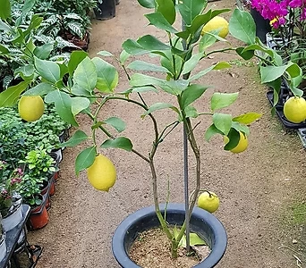 레몬나무(오리지널) 1