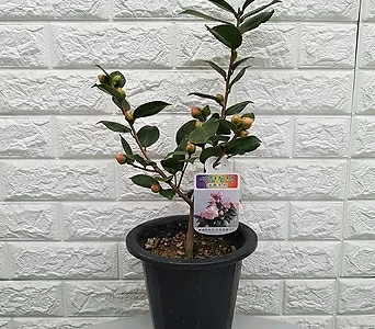 Camellia japonica - 30 1