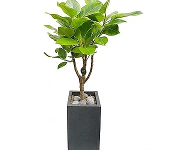 뱅갈고무나무 특이식물 개업축하화분 거실인테리어식물 DLP-039 1