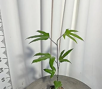 황칠나무 소 40cm 1