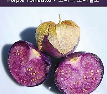 Purple Tomatillo 아마릴라 토마틸로 희귀토마틸로 교육 체험용 세트 1