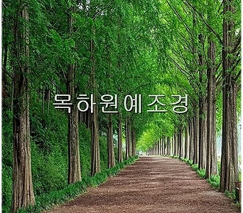 메타세콰이어나무 묘목 실생2년특묘,목하원예조경 1