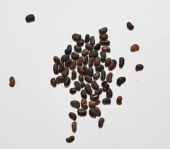 아까시나무씨앗(푸츠타바츠,헝가리품종)30g(1,000립) 1
