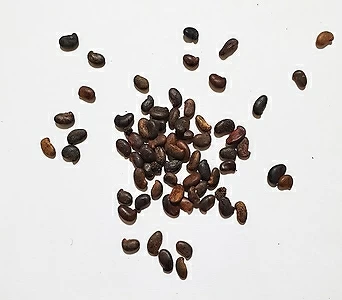 아까시나무씨앗(니제구이, 헝가리품종)30g(1,000립) 1