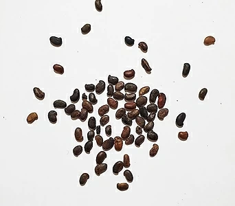 아까시나무种子(k2카레이,루마니아품종)30g(1,000립)  1