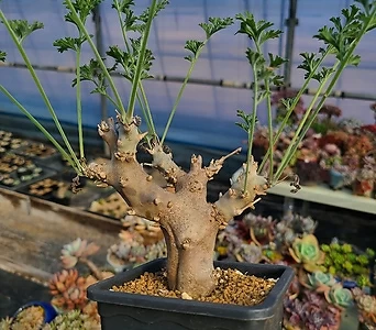 Pelargonium carnosum 1