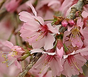 Prunus × incam 1483.   - 1