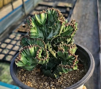 Euphorbia Lactea 1