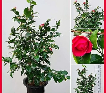 꽃과나무 ] 빨강동백/  관상용식물 / 양지식물/ 반양지식물 / 최저온도 -10도 / 한국 1