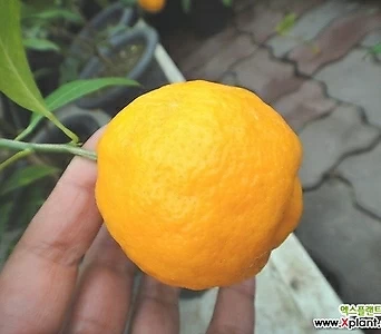﻿레몬나무-찐한향기식용열매나무-대품 1
