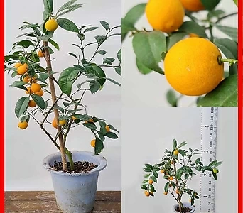 꽃과나무 ] 레몬오렌지 / 유실수 / 열매 / 향기 / 봄꽃 / 교배종 / 최저온도5도 / 한국산 1
