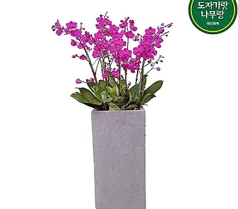 만천홍 서양란 꽃 개원화분배달 축하난 승진난  DSP-062 호텔로비식물 1