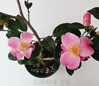 [도희씨네 정원] 러블리한 핑크빛 미니 향기동백 150 1