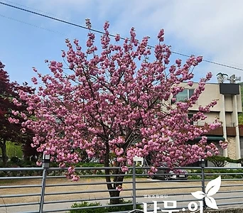 겹벚꽃나무묘목 접목1년 1