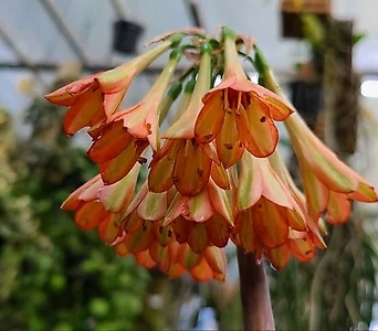 키르탄서스 헤레이.오렌지색.색상예뻐요.꽃대있어요.고급종. 1
