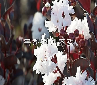 자엽백일홍나무 묘목 자엽배롱 (블랙다이아몬드) 흰색꽃 삽목2년특묘,목하원예조경 1