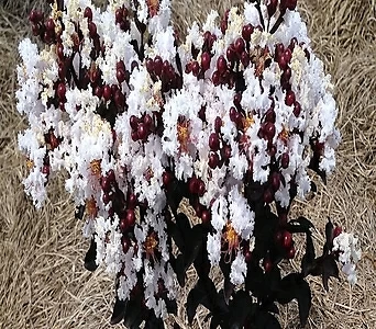 자엽백일홍나무 묘목 자엽배롱 (블랙다이아몬드) 흰색꽃 삽목2년특묘,같이가치농원 1