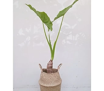 알로카시아+라탄바구니 거실 인테리어식물 1