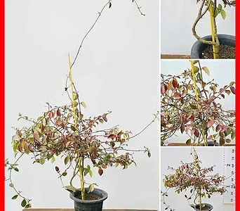 꽃과나무 ] 백하등 / 넝쿨 / 봄꽃 / 향기 / 반양지식물 / 최저1도 / 동아시아 1