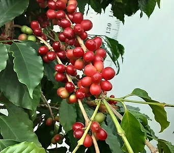 열매달린 커피나무  1