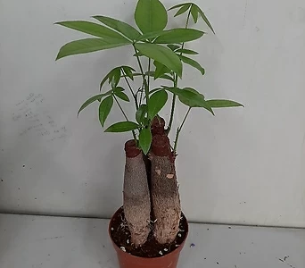 파키라삼둥이/공기정화식물 1
