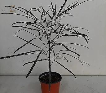 Plerandra elegantissima / 1
