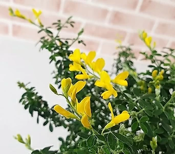 [도희씨네 정원] 하늘하늘 노란꽃자루 애니시다 160 1