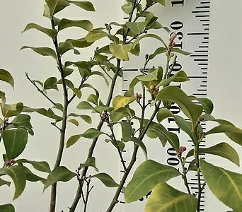 레몬나무 1