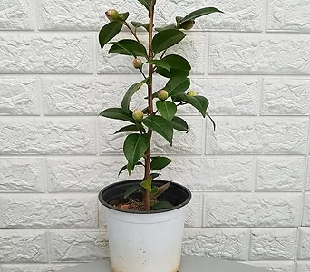 Camellia japonica - 15 1