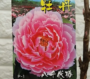 목단 부귀화[일본 핑크색목단]P1 - 노지월동. 1