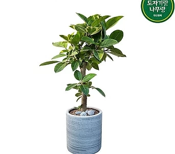 뱅갈고무나무 실내공기정화관엽식물 개업축하화분 DLP-374 1