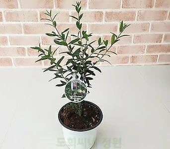 [도희씨네 정원] 네츄럴 메이커 올리브 나무 170 1