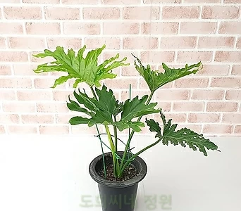 [도희씨네 정원] 트로피컬 잎모양 호프셀렘 중형 150 1