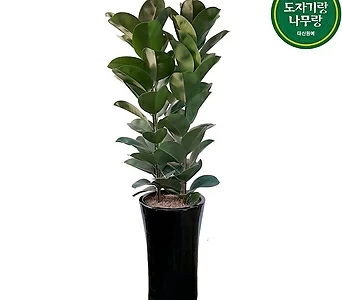 고무나무 개업축하화분 거실관엽식물 DLP-379 1