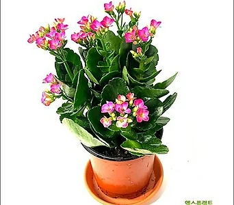 들꽃향기 공기정화 초화식물 카랑코에(꽃색랜덤발송) 1