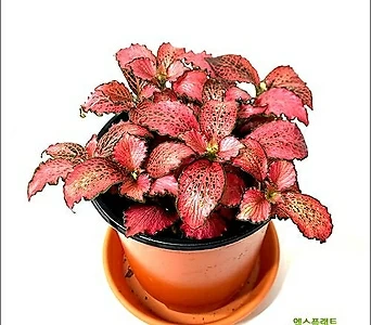 들꽃향기 공기정화 초화식물 핑크스타 1
