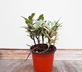 [꽃파는농부] 미세먼지제거 공기정화식물 무늬산호수 1