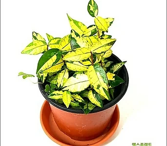 들꽃향기 공기정화 초화식물 황금마삭줄 1
