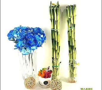 들꽃향기수경재배식물마디개운죽40cm(10개) 40cm 1