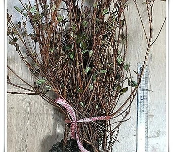 철쭉나무 (영산홍) 빨강꽃 H0.4전후 5주묶음,같이가치농원 1