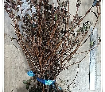 철쭉나무 (자산홍) 분홍꽃 H0.4전후 5주묶음,같이가치농원 1