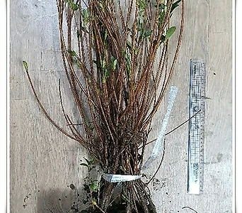 철쭉나무 (백철쭉) 하얀꽃 H0.4전후 5주묶음,같이가치농원 1